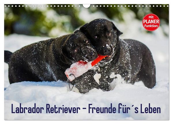 Produktbild: Labrador Retriever - Freunde f&uuml;r&acute;s Leben (Wandkalender 2026 DIN A3 quer), CALVENDO Monatskalender