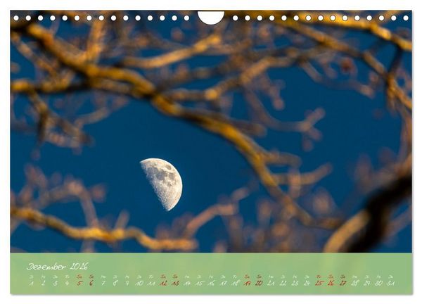 Produktbild: Waldwelten (Wandkalender 2026 DIN A4 quer), CALVENDO Monatskalender
