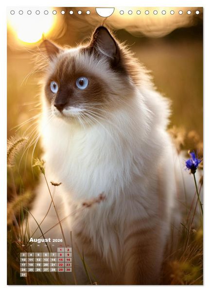 Produktbild: Pfotenabenteuer - Ragdolls in der Natur (Wandkalender 2026 DIN A4 hoch), CALVENDO Monatskalender