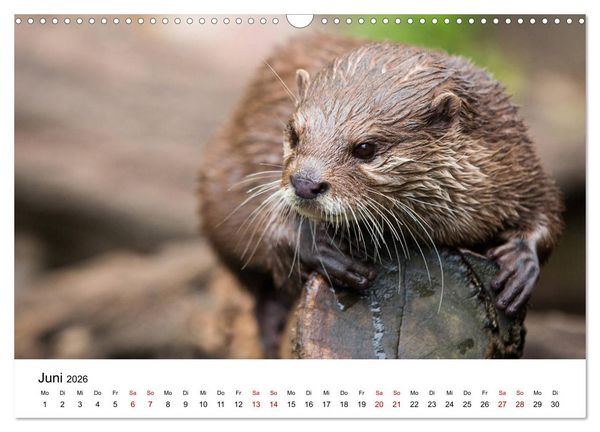 Produktbild: Otter - J&auml;ger an Fl&uuml;ssen und Seen (Wandkalender 2026 DIN A3 quer), CALVENDO Monatskalender