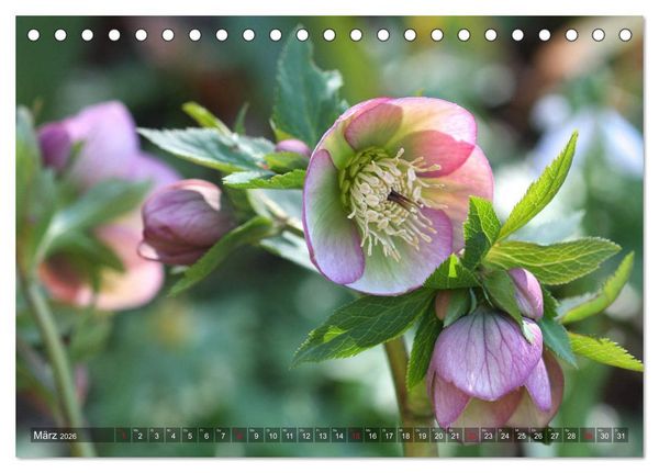 Produktbild: Christrosen (Tischkalender 2026 DIN A5 quer), CALVENDO Monatskalender