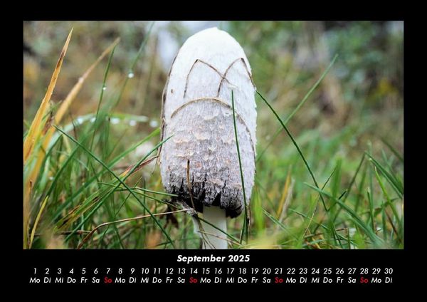 Produktbild: Pilzkalender 2025 Fotokalender DIN A3