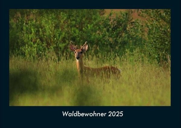 Produktbild: Waldbewohner 2025 Fotokalender DIN A4