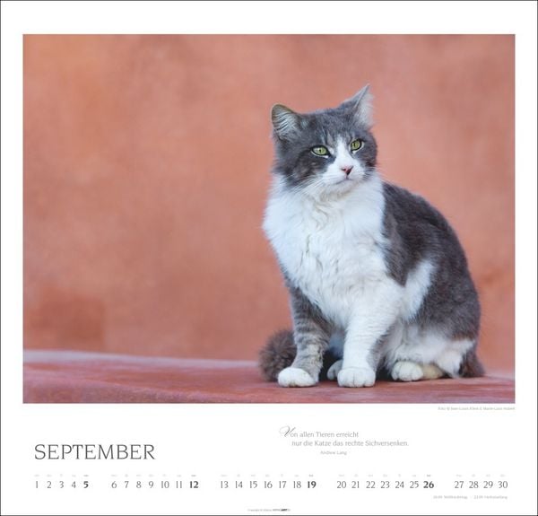 Produktbild: Katzen - Diven auf Samtpfoten Kalender 2027 - Diven auf Samtpfoten