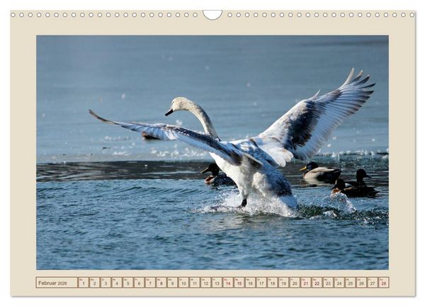 Produktbild: V&ouml;gel am Chemnitzer Schlossteich (Wandkalender 2026 DIN A3 quer), CALVENDO Monatskalender