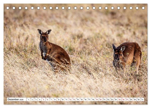 Produktbild: Wildlife Australien (Tischkalender 2026 DIN A5 quer), CALVENDO Monatskalender