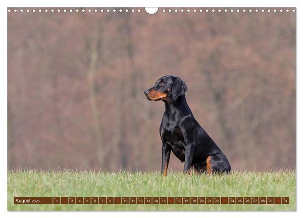 Produktbild: Brandlbracken (Wandkalender 2026 DIN A3 quer), CALVENDO Monatskalender
