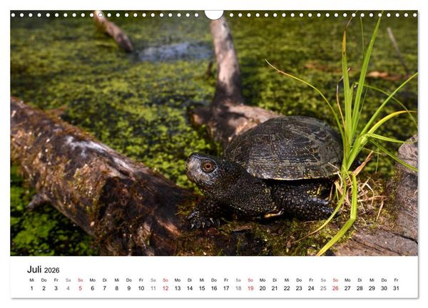 Produktbild: Heimische Tierwelt (Wandkalender 2026 DIN A3 quer), CALVENDO Monatskalender