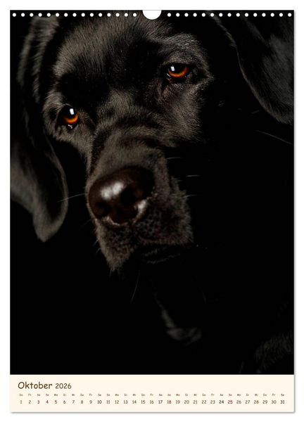 Produktbild: Labrador Retriever (Wandkalender 2026 DIN A3 hoch), CALVENDO Monatskalender