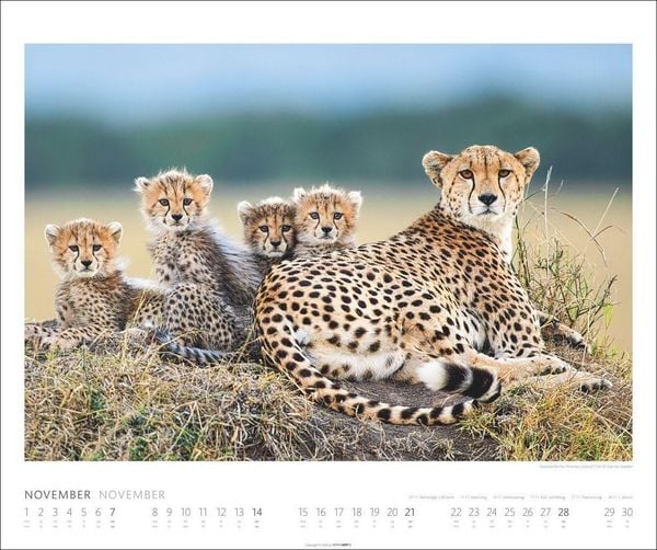 Produktbild: African Wildlife Kalender 2027