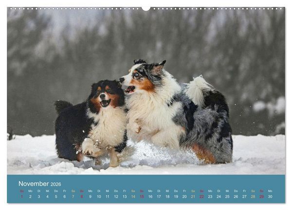 Produktbild: Mit Aussies unterwegs - Die bunte Welt der Australian Shepherds (hochwertiger Premium Wandkalender 2026 DIN A2 quer), Kunstdruck in Hochglanz