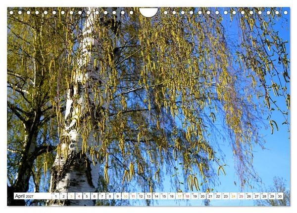 Produktbild: 12 Monate Natur (Wandkalender 2027 DIN A4 quer), CALVENDO Monatskalender
