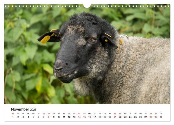 Produktbild: Alte Nutztierrassen 2026 (Wandkalender 2026 DIN A3 quer), CALVENDO Monatskalender