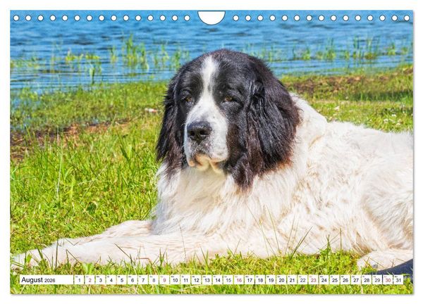 Produktbild: Landseer - Ein starker Freund auf 4 Pfoten (Wandkalender 2026 DIN A4 quer), CALVENDO Monatskalender