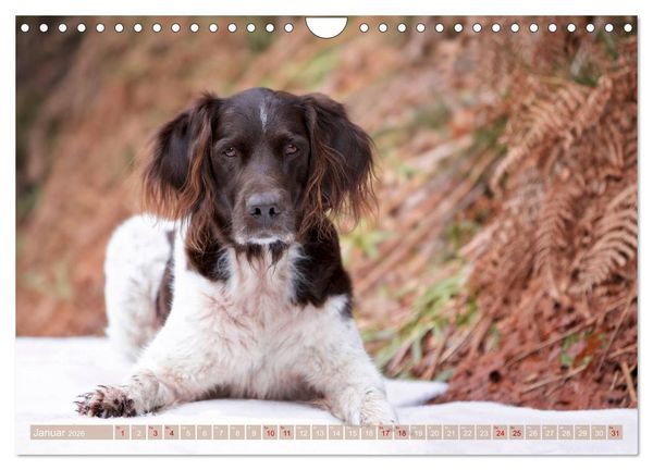 Produktbild: Passion Jagdhund - Kleiner M&uuml;nsterl&auml;nder (Wandkalender 2026 DIN A4 quer), CALVENDO Monatskalender