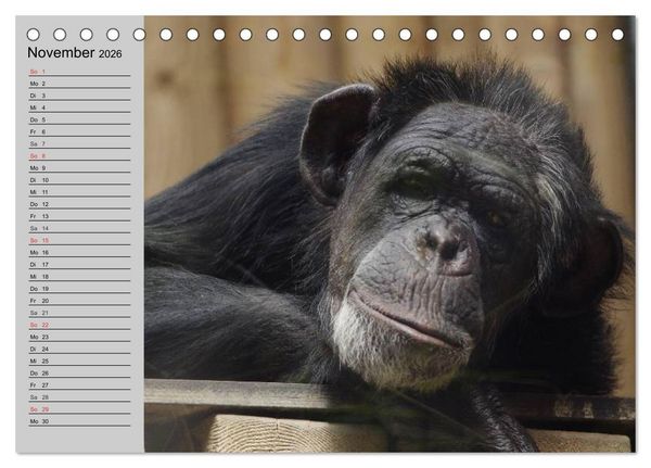 Produktbild: Schimpansen (Tischkalender 2026 DIN A5 quer), CALVENDO Monatskalender