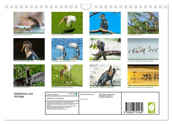 Produktbild: Waldstorch und Anhinga (Wandkalender 2026 DIN A4 quer), CALVENDO Monatskalender