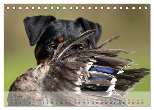 Produktbild: Treue Jagdgef&auml;hrten - Kleine Jagdhunde im Einsatz (Tischkalender 2026 DIN A5 quer), CALVENDO Monatskalender