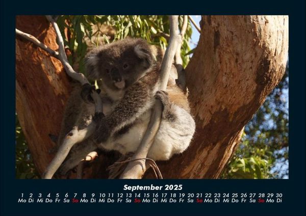 Produktbild: Koala 2025 Fotokalender DIN A4