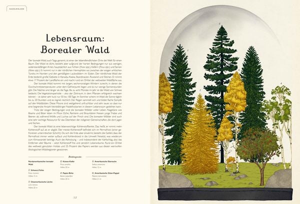 Produktbild: Das Museum der Bäume