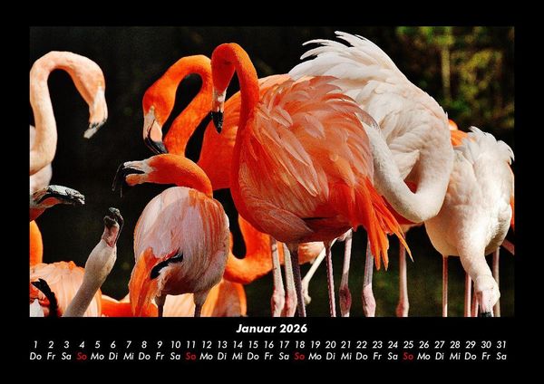 Produktbild: Welt der Tiere 2026 Fotokalender DIN A3