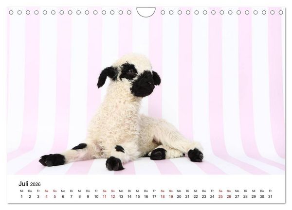 Produktbild: Walliser Schwarznasenschaf Valais Blacknose Sheep (Wandkalender 2026 DIN A4 quer), CALVENDO Monatskalender