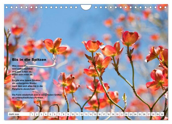 Produktbild: Stehen wie ein Baum (Wandkalender 2026 DIN A4 quer), CALVENDO Monatskalender