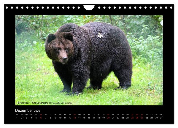 Produktbild: Wildtiere (Wandkalender 2026 DIN A4 quer), CALVENDO Monatskalender