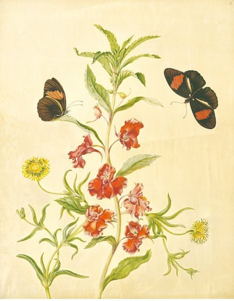 Produktbild: Maria Sibylla Merian &ndash; St. Petersburger Aquarelle (Jubil&auml;umsausgabe)