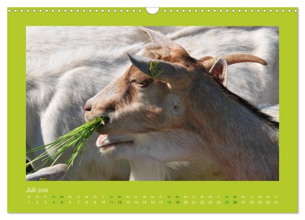 Produktbild: Ziegenkalender 2026 (Wandkalender 2026 DIN A3 quer), CALVENDO Monatskalender