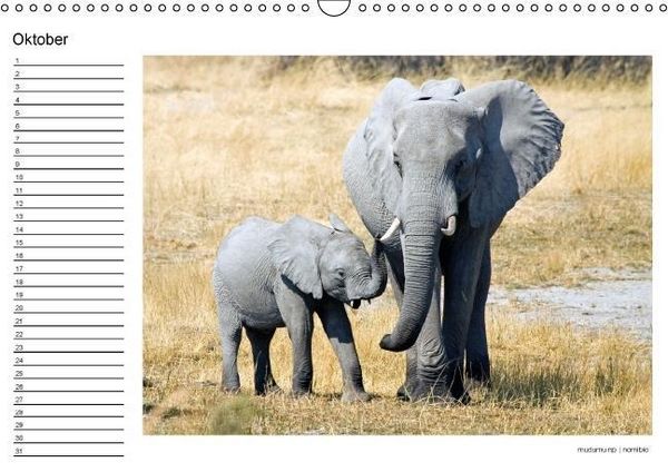 Produktbild: begegnungen - elefanten im s&uuml;dlichen afrika (Wandkalender immerw&auml;hrend DIN A3 quer)