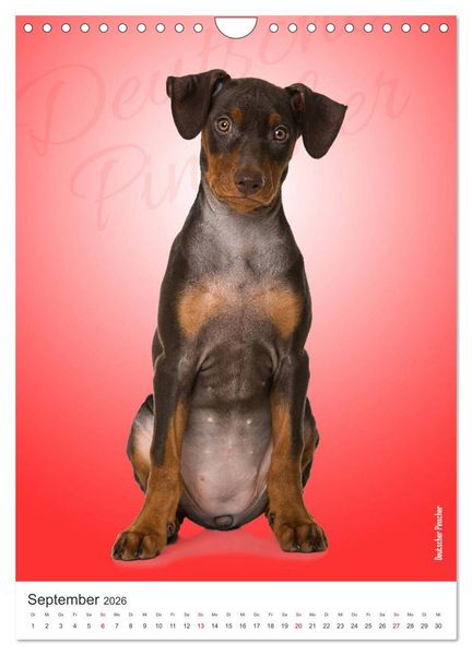 Produktbild: Kunterbunte Hundewelpen (Wandkalender 2026 DIN A4 hoch), CALVENDO Monatskalender