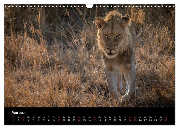 Produktbild: Tier-Momente in Afrika (Wandkalender 2026 DIN A3 quer), CALVENDO Monatskalender
