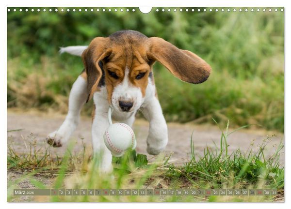 Produktbild: Beaglebabys auf Entdeckungstour (Wandkalender 2026 DIN A3 quer), CALVENDO Monatskalender
