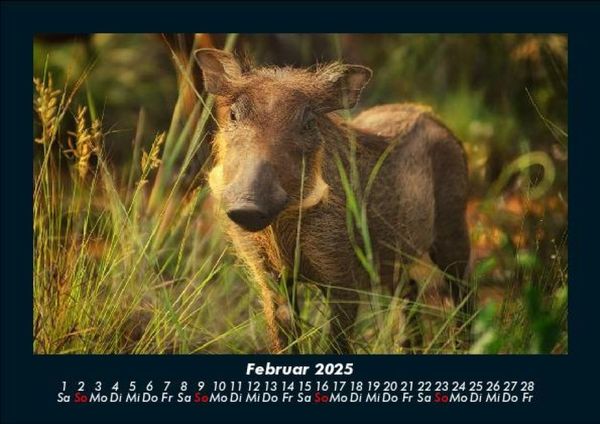 Produktbild: Waldbewohner 2025 Fotokalender DIN A5