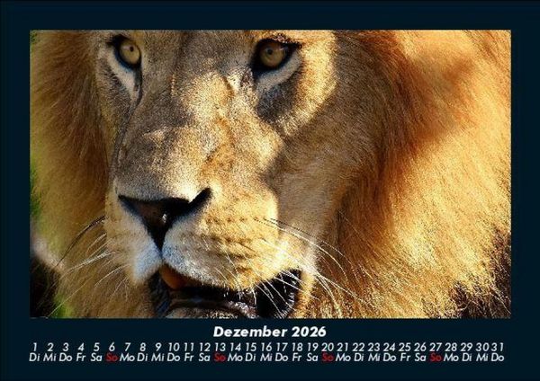 Produktbild: L&ouml;wen in der Wildnis 2026 Fotokalender DIN A5