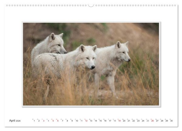 Produktbild: Emotionale Momente: Polarw&ouml;lfe. / CH-Version (hochwertiger Premium Wandkalender 2026 DIN A2 quer), Kunstdruck in Hochglanz