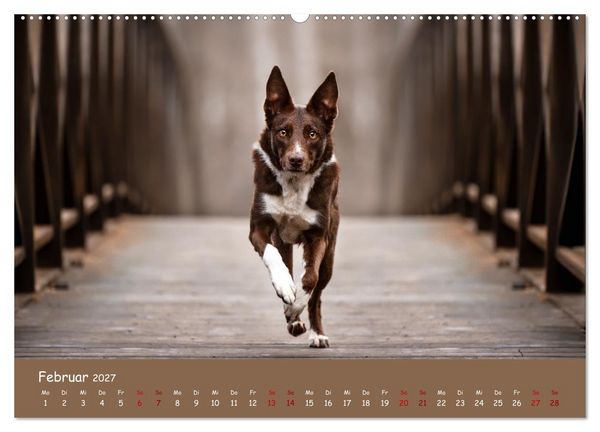 Produktbild: Border Collie Kalender &ndash; Ausdrucksstarke Close-up-Portraits durch die Jahreszeiten (hochwertiger Premium Wandkalender 2027 DIN A2 quer), Kunstdruck in Hochglanz