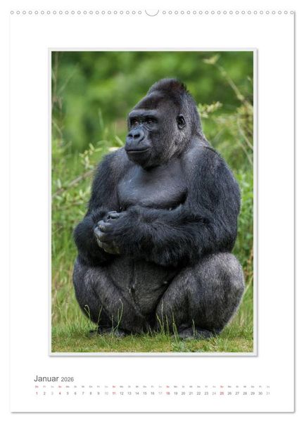 Produktbild: Emotionale Momente: Aus dem Leben der Familie Gorilla. (hochwertiger Premium Wandkalender 2026 DIN A2 hoch), Kunstdruck in Hochglanz