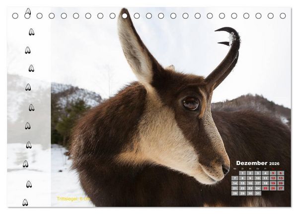 Produktbild: Tierspuren in der Natur (Tischkalender 2026 DIN A5 quer), CALVENDO Monatskalender