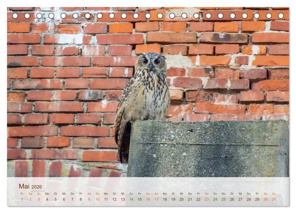 Produktbild: Uhu Highlights (Tischkalender 2026 DIN A5 quer), CALVENDO Monatskalender
