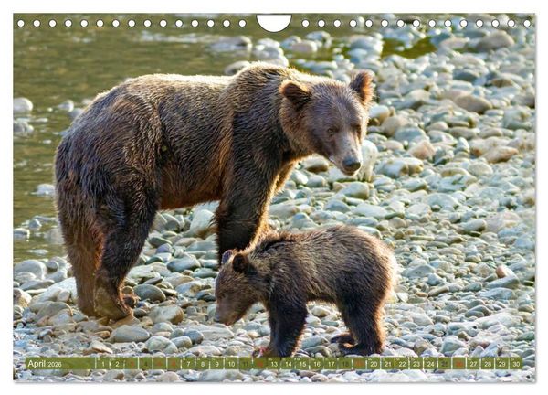 Produktbild: B&auml;r, Wolf und Co - Tiere Nordamerikas (Wandkalender 2026 DIN A4 quer), CALVENDO Monatskalender