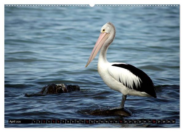 Produktbild: Die Tierwelt in Australien (Wandkalender 2026 DIN A2 quer), CALVENDO Monatskalender