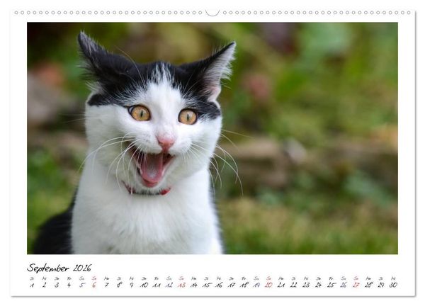 Produktbild: Die Launen der Katzen 2026 (hochwertiger Premium Wandkalender 2026 DIN A2 quer), Kunstdruck in Hochglanz