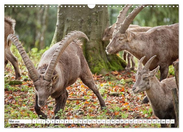 Produktbild: Steinb&ouml;cke - imposante Tiere (Wandkalender 2026 DIN A3 quer), CALVENDO Monatskalender
