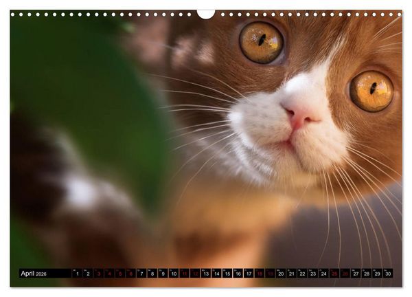 Produktbild: Niedliche BKH Katzenkinder (Wandkalender 2026 DIN A3 quer), CALVENDO Monatskalender