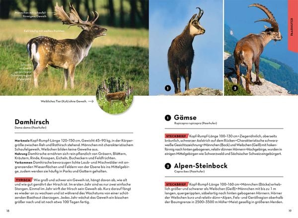 Produktbild: Tiere und Pflanzen Deiner Heimat