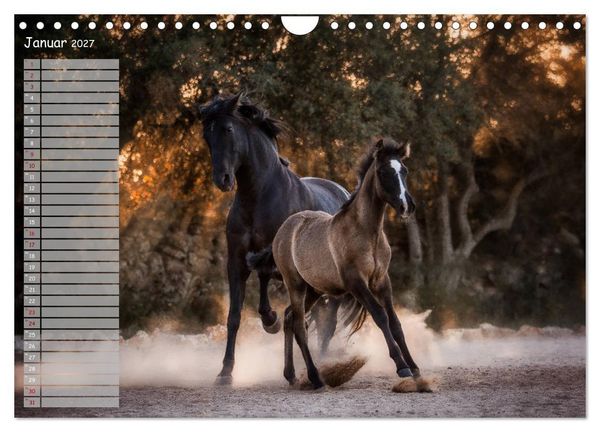 Produktbild: Pferde - Spiegel deiner Seele (Wandkalender 2027 DIN A4 quer), CALVENDO Monatskalender