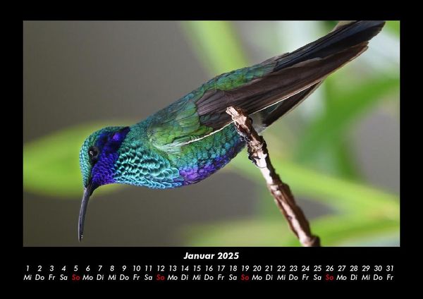 Produktbild: Vogelparadies 2025 Fotokalender DIN A3