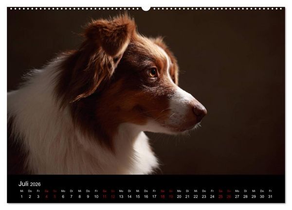 Produktbild: Charmante Australian Shepherds (Wandkalender 2026 DIN A2 quer), CALVENDO Monatskalender